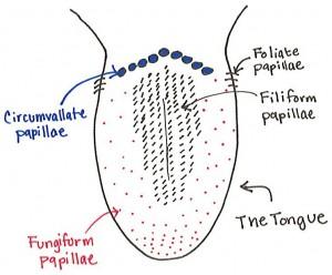 filiform papillae white